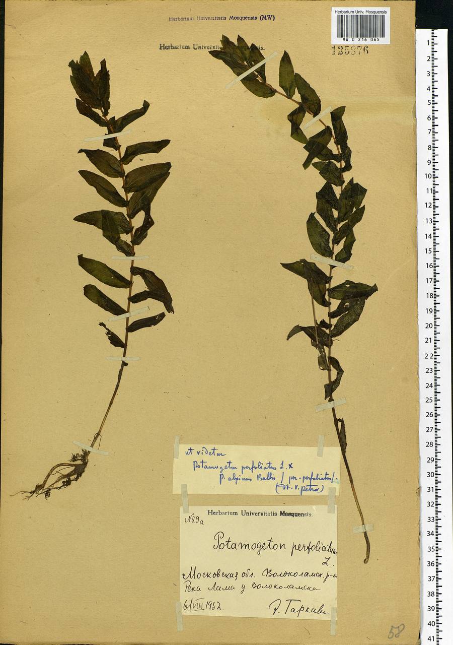 Potamogeton perfoliatus L., Eastern Europe, Moscow region (E4a) (Russia)