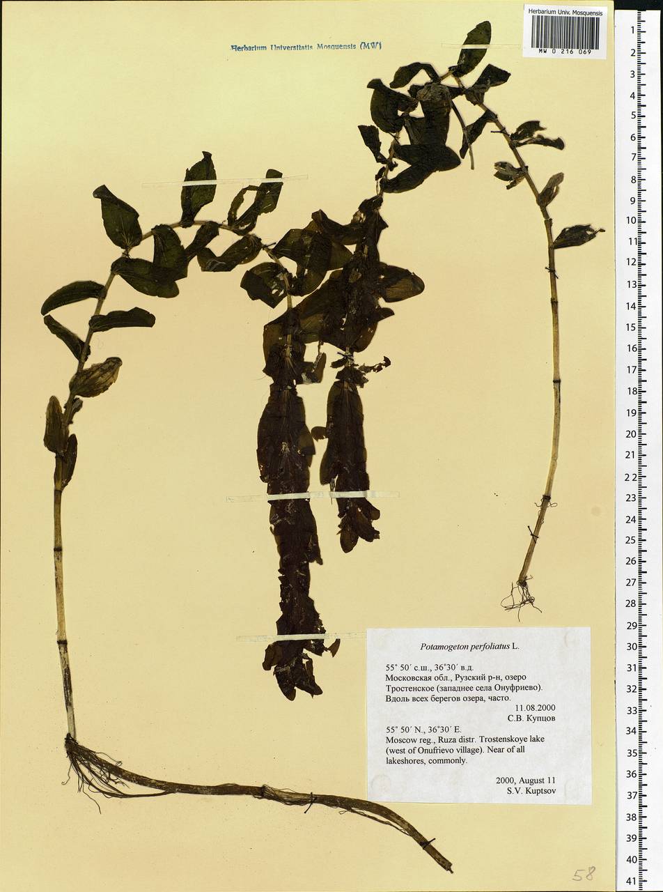 Potamogeton perfoliatus L., Eastern Europe, Moscow region (E4a) (Russia)