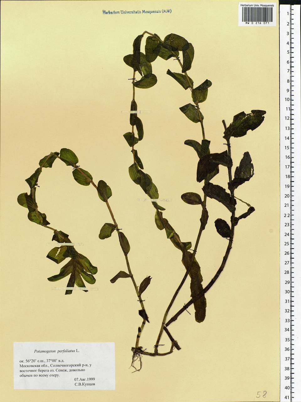 Potamogeton perfoliatus L., Eastern Europe, Moscow region (E4a) (Russia)
