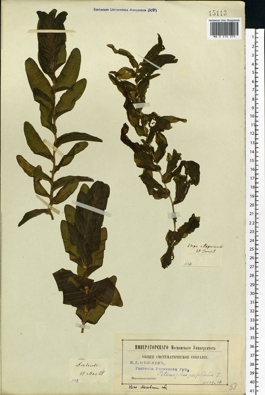 Potamogeton perfoliatus L., Eastern Europe, Moscow region (E4a) (Russia)