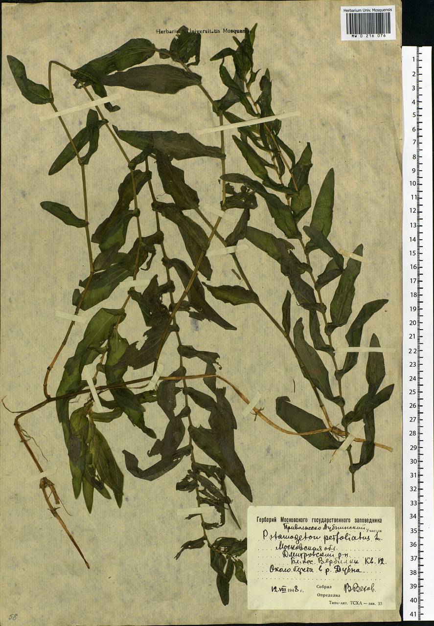 Potamogeton perfoliatus L., Eastern Europe, Moscow region (E4a) (Russia)
