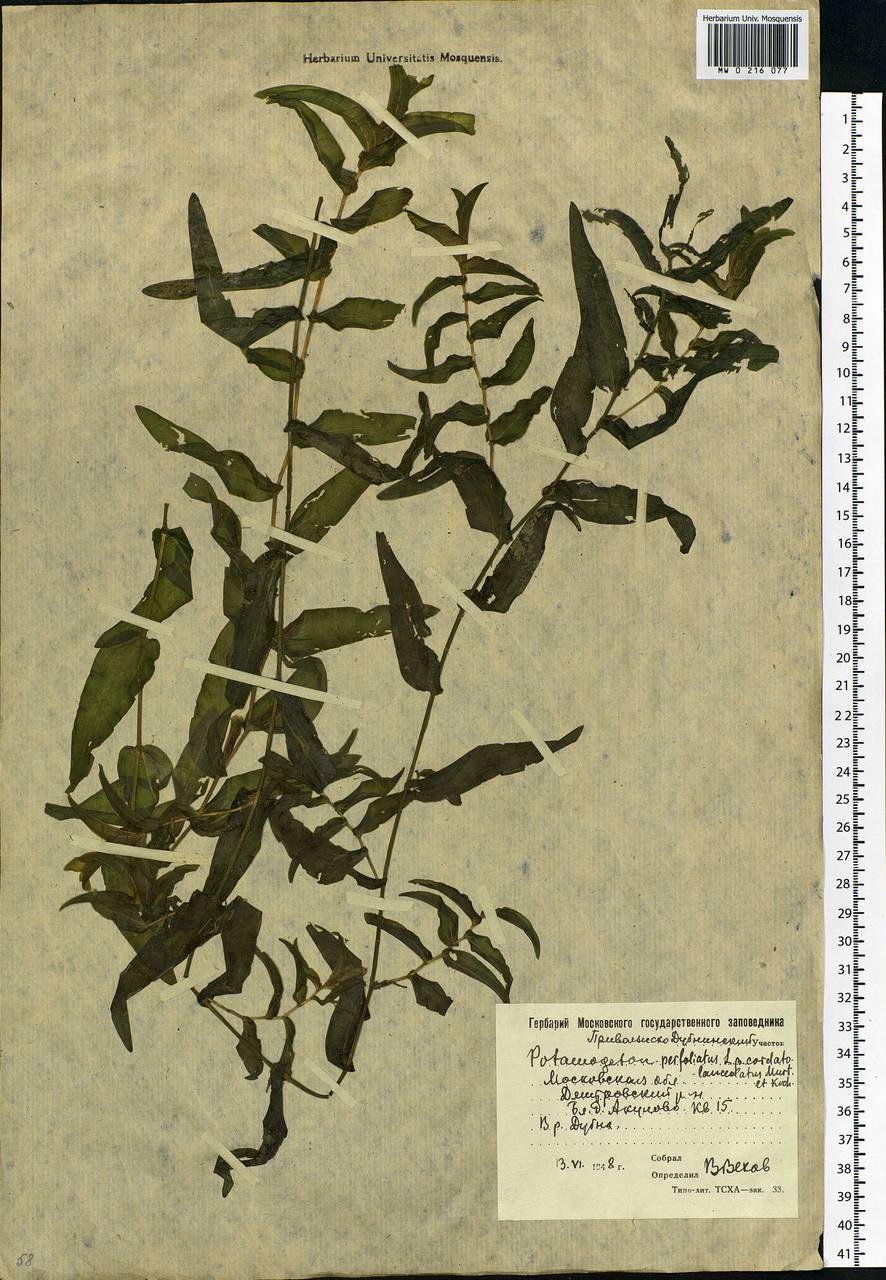 Potamogeton perfoliatus L., Eastern Europe, Moscow region (E4a) (Russia)