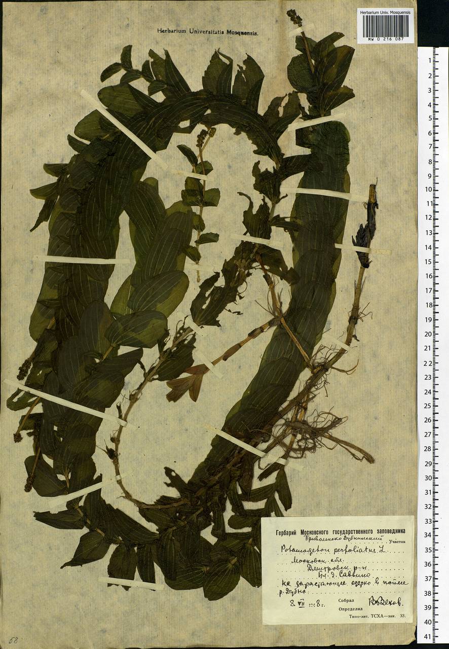 Potamogeton perfoliatus L., Eastern Europe, Moscow region (E4a) (Russia)