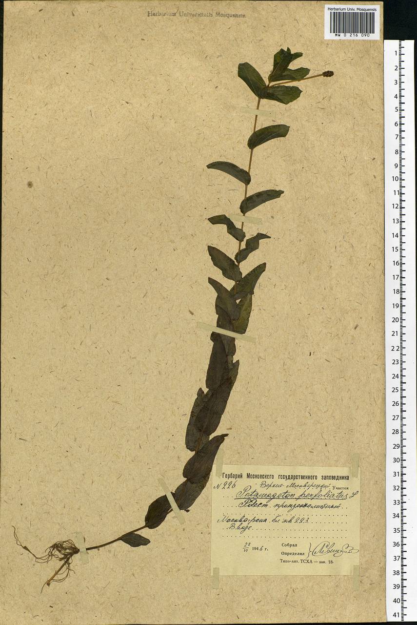 Potamogeton perfoliatus L., Eastern Europe, Moscow region (E4a) (Russia)