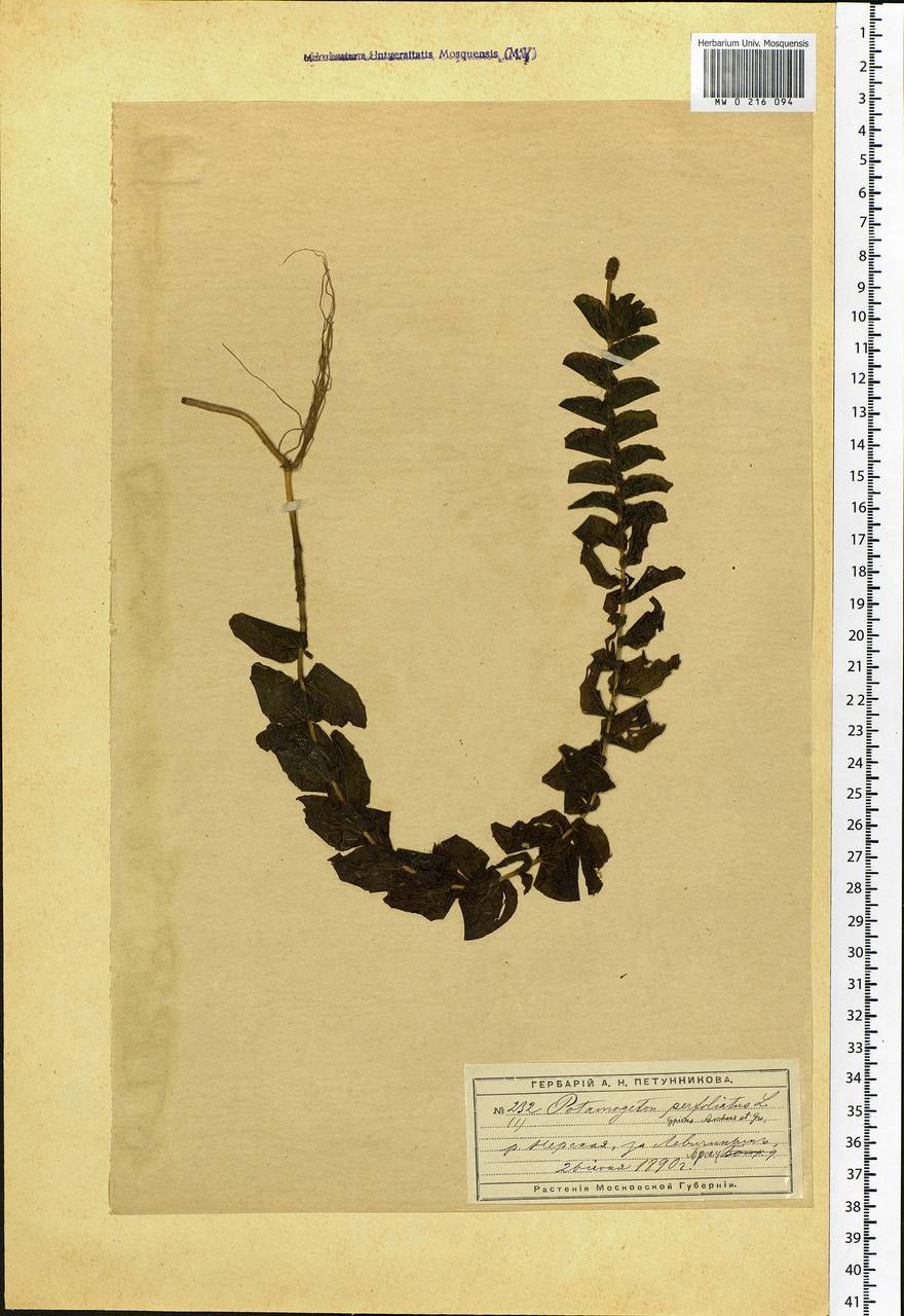 Potamogeton perfoliatus L., Eastern Europe, Moscow region (E4a) (Russia)