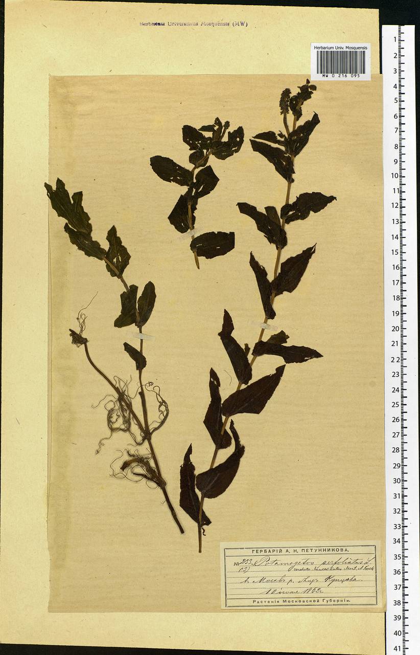 Potamogeton perfoliatus L., Eastern Europe, Moscow region (E4a) (Russia)