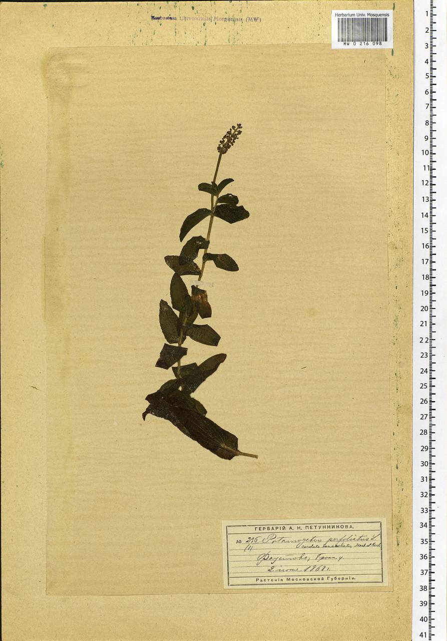 Potamogeton perfoliatus L., Eastern Europe, Moscow region (E4a) (Russia)
