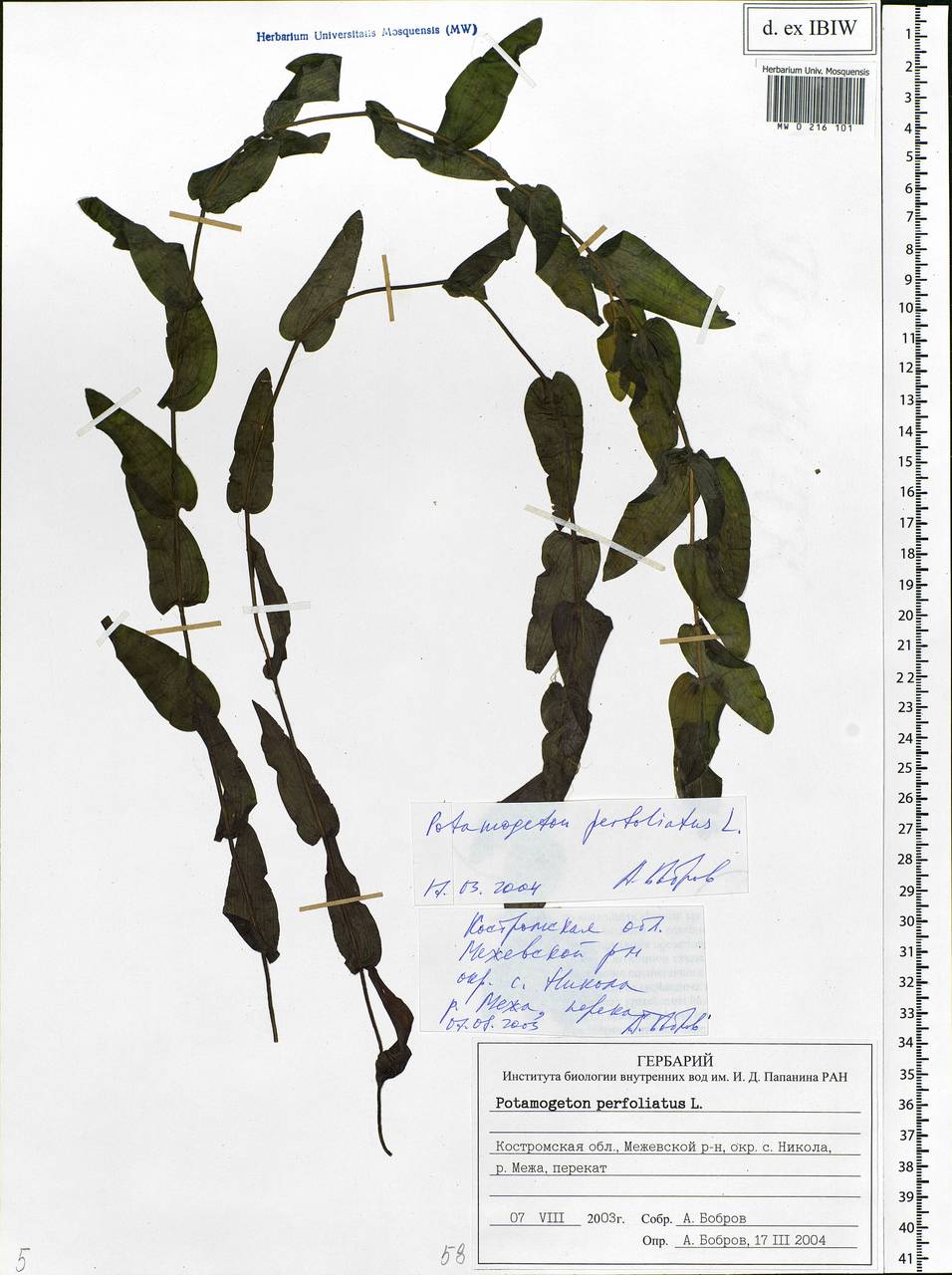 Potamogeton perfoliatus L., Eastern Europe, Central forest region (E5) (Russia)