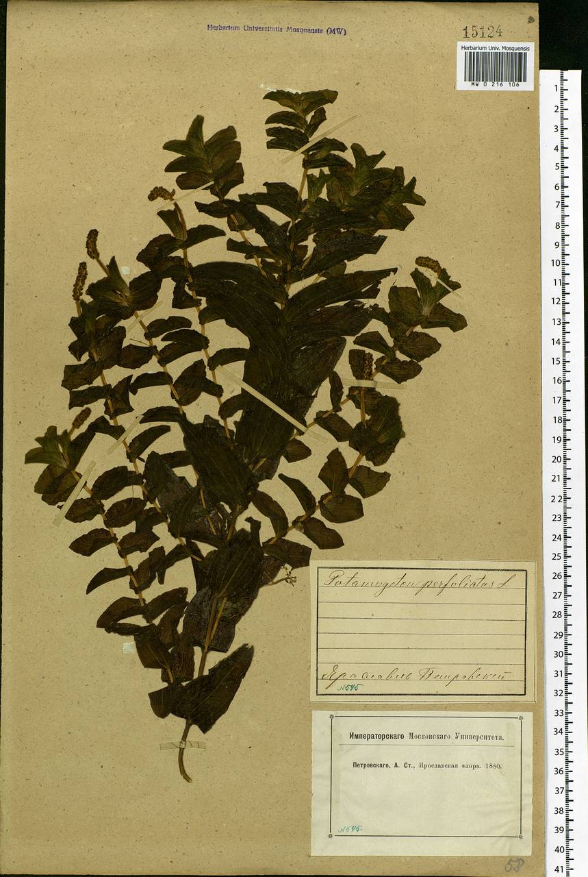 Potamogeton perfoliatus L., Eastern Europe, Central forest region (E5) (Russia)