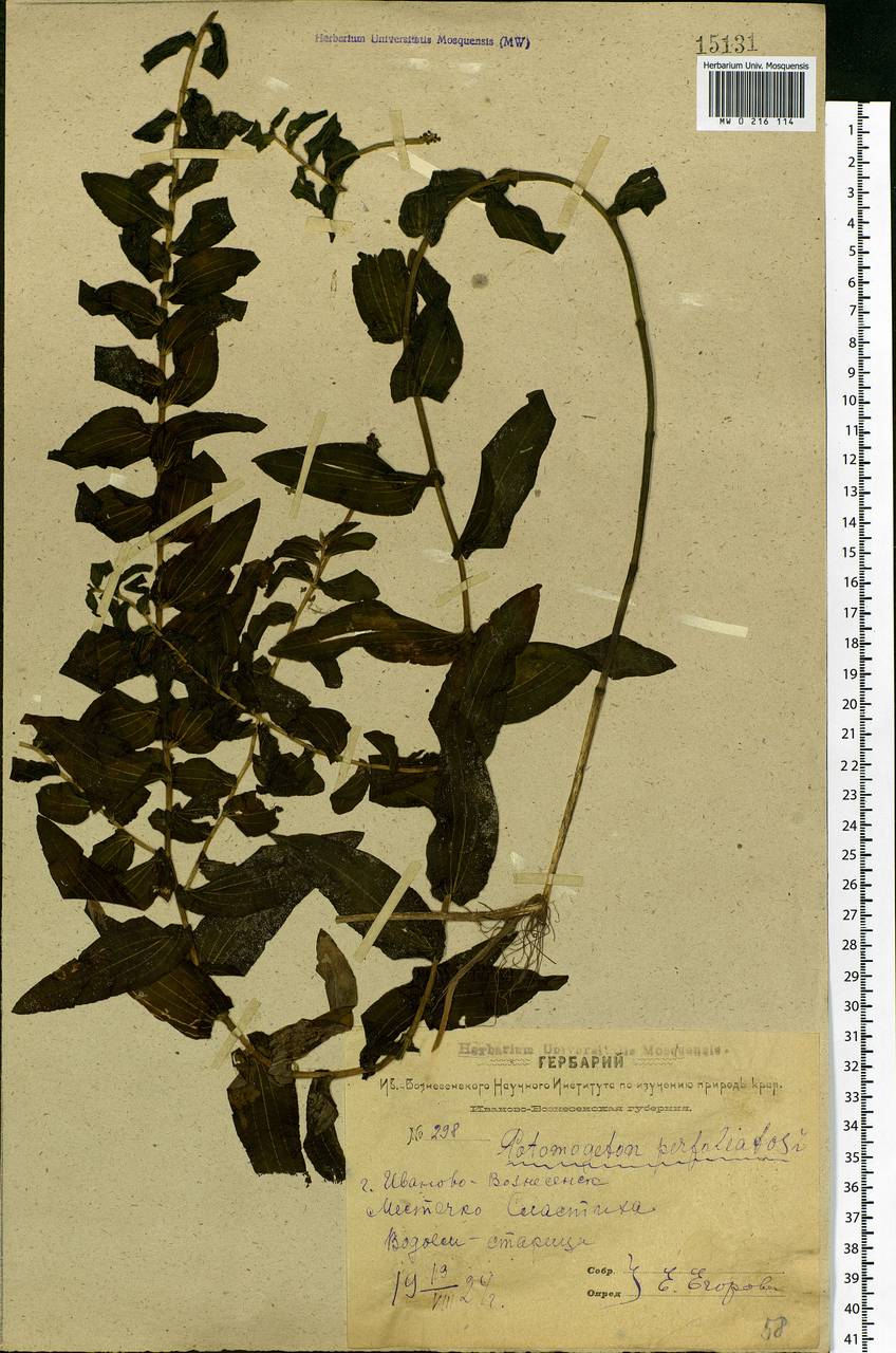 Potamogeton perfoliatus L., Eastern Europe, Central forest region (E5) (Russia)