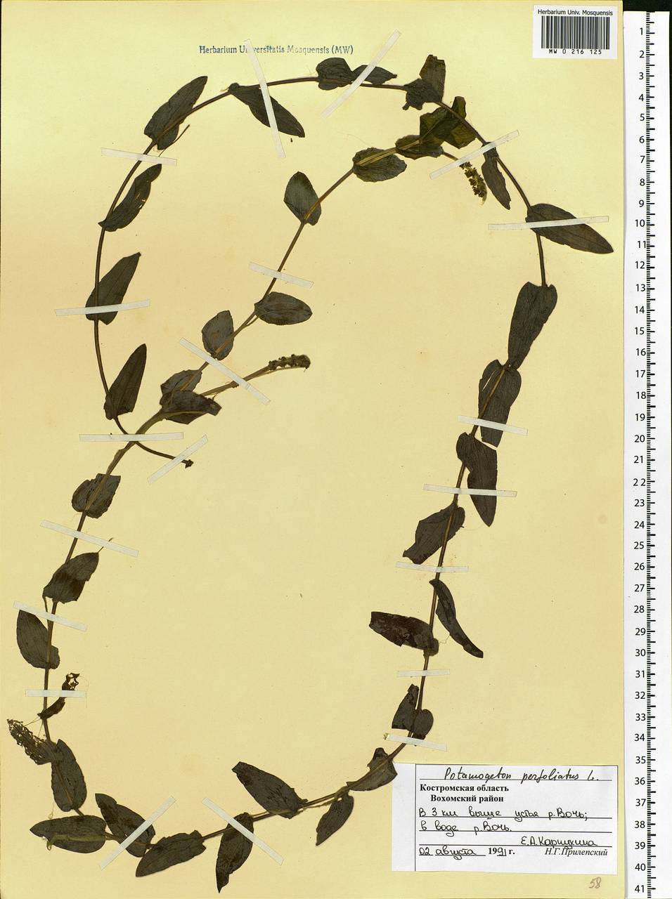 Potamogeton perfoliatus L., Eastern Europe, Central forest region (E5) (Russia)