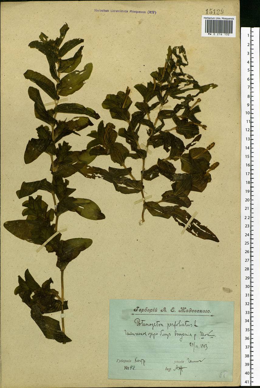 Potamogeton perfoliatus L., Eastern Europe, Central forest region (E5) (Russia)