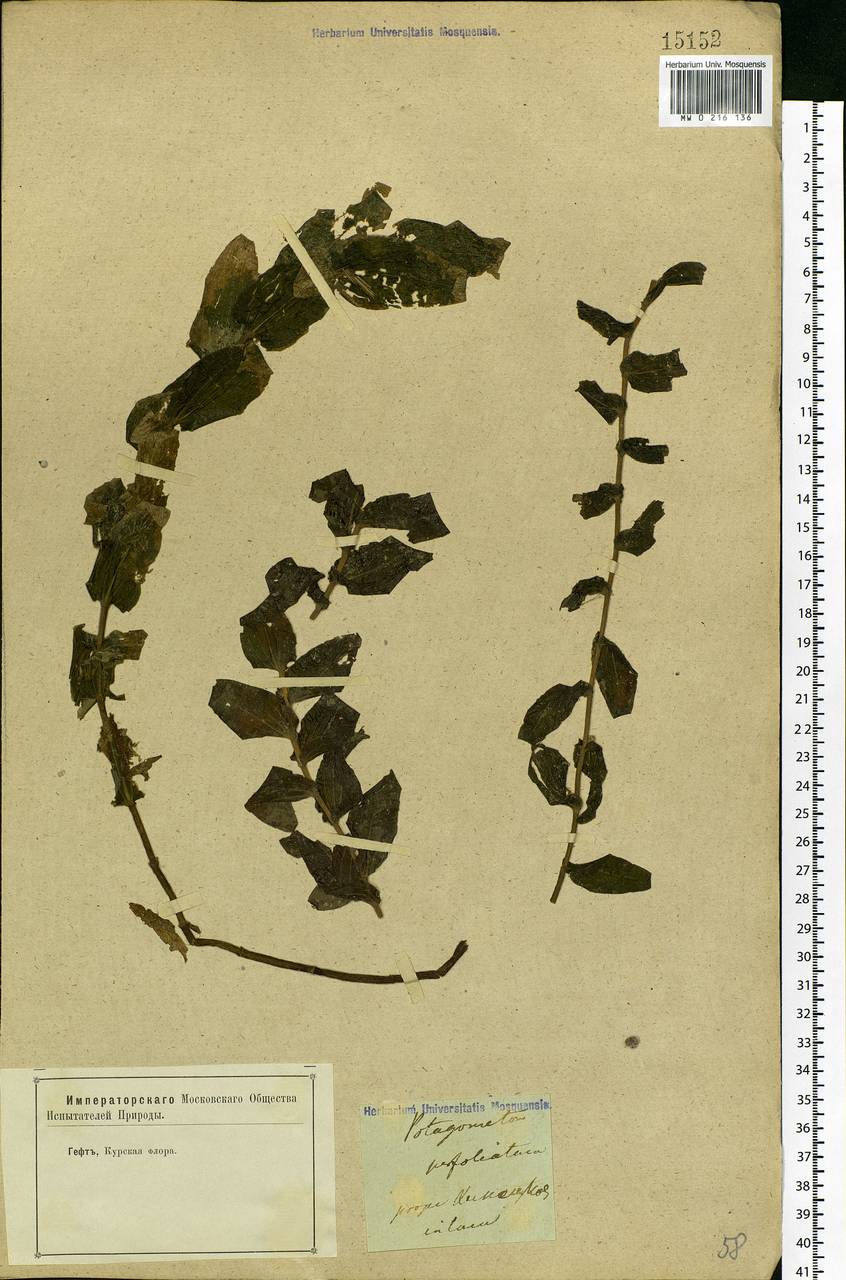 Potamogeton perfoliatus L., Eastern Europe, Central forest-and-steppe region (E6) (Russia)