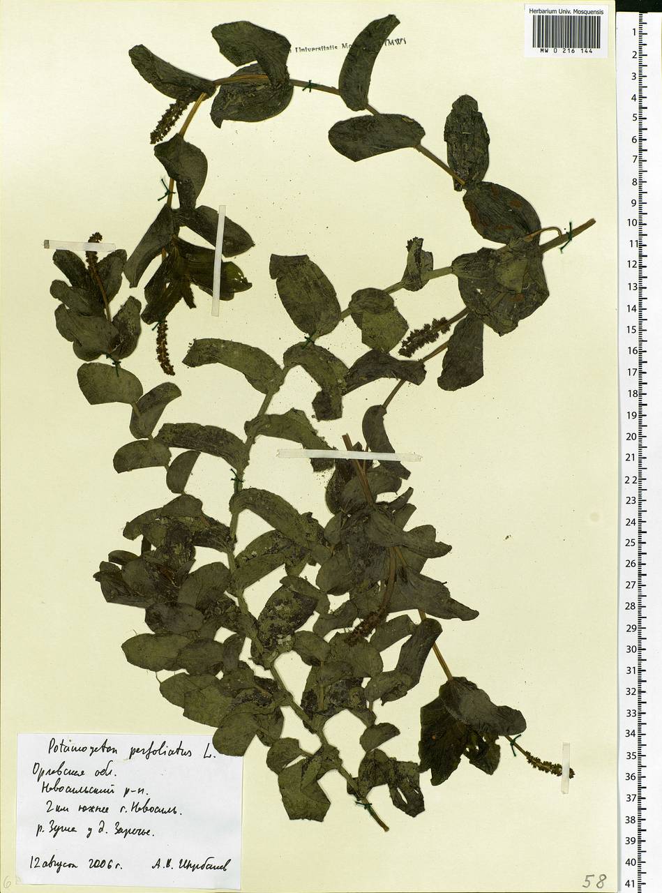 Potamogeton perfoliatus L., Eastern Europe, Central forest-and-steppe region (E6) (Russia)