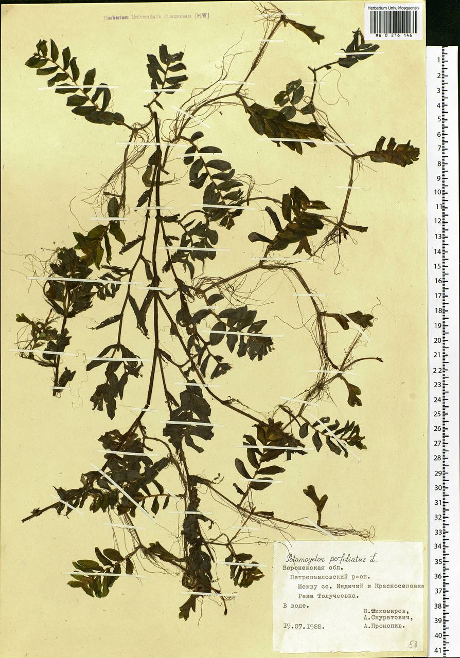 Potamogeton perfoliatus L., Eastern Europe, Central forest-and-steppe region (E6) (Russia)