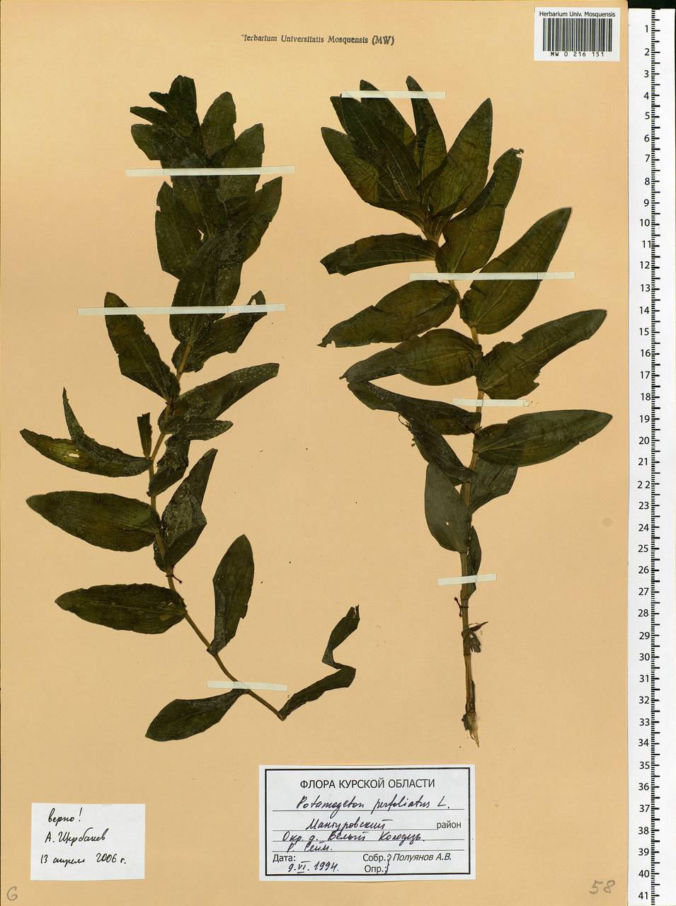Potamogeton perfoliatus L., Eastern Europe, Central forest-and-steppe region (E6) (Russia)