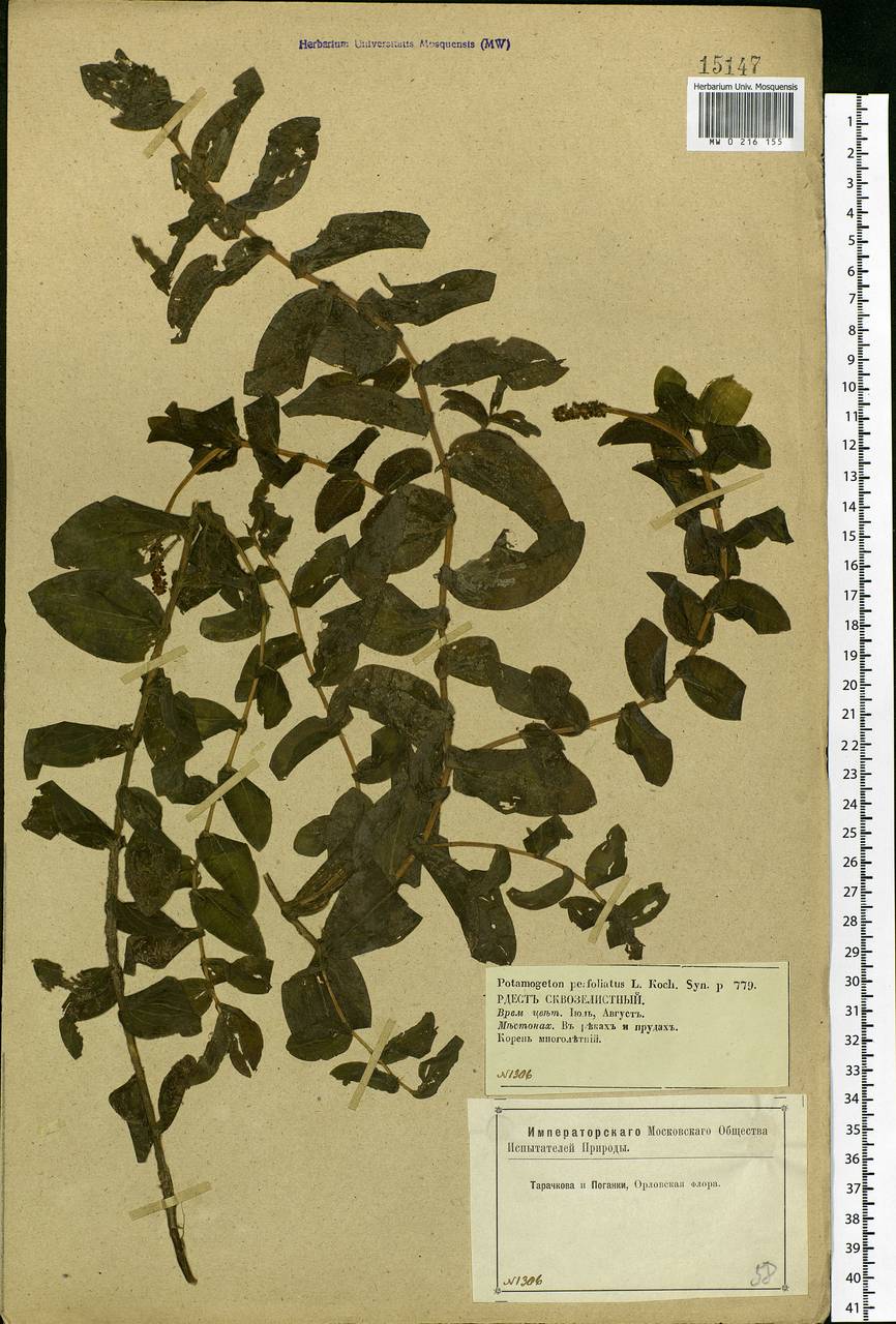 Potamogeton perfoliatus L., Eastern Europe, Central forest-and-steppe region (E6) (Russia)