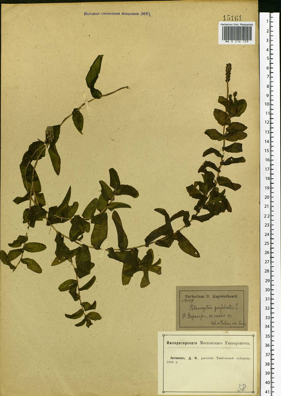 Potamogeton perfoliatus L., Eastern Europe, Central forest-and-steppe region (E6) (Russia)