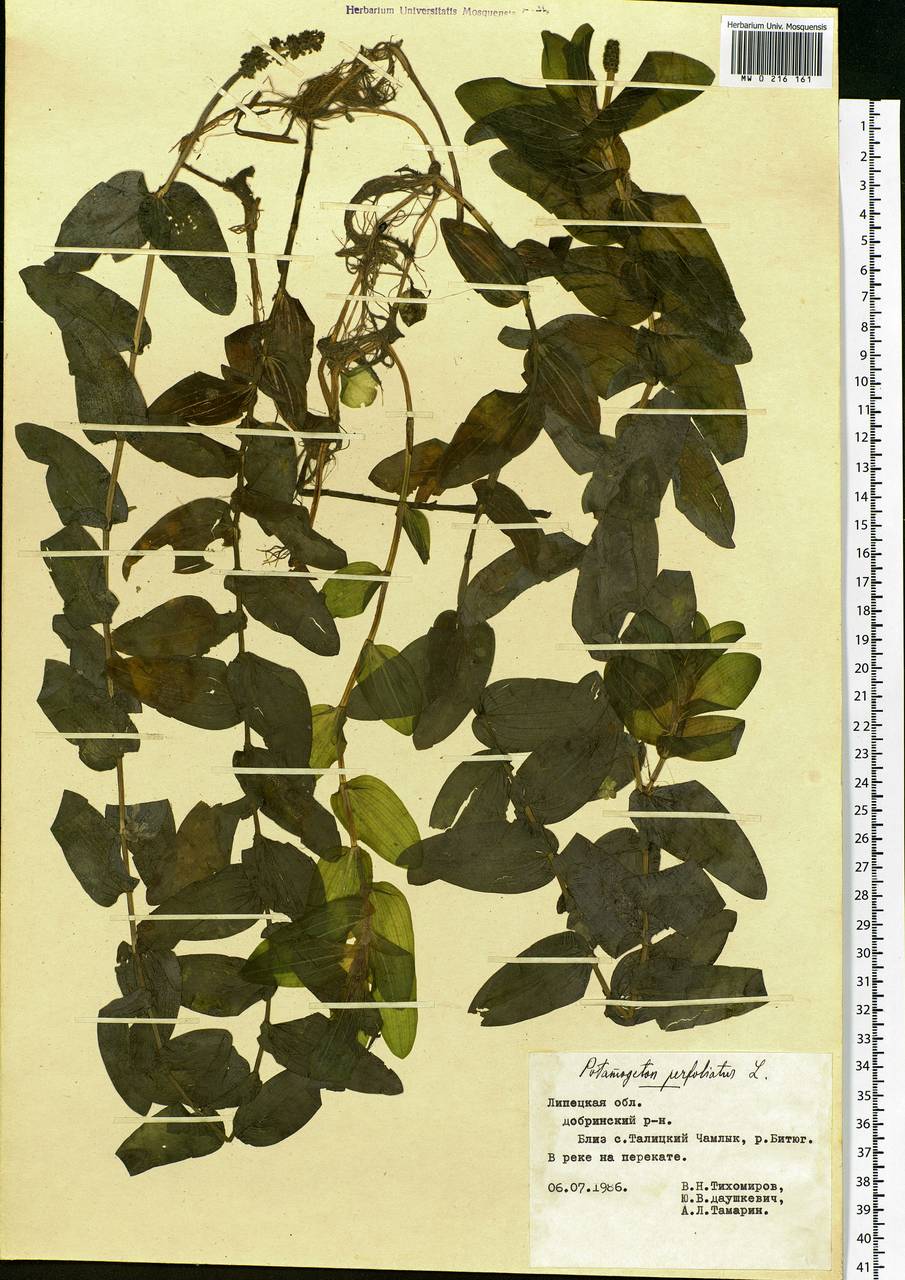 Potamogeton perfoliatus L., Eastern Europe, Central forest-and-steppe region (E6) (Russia)