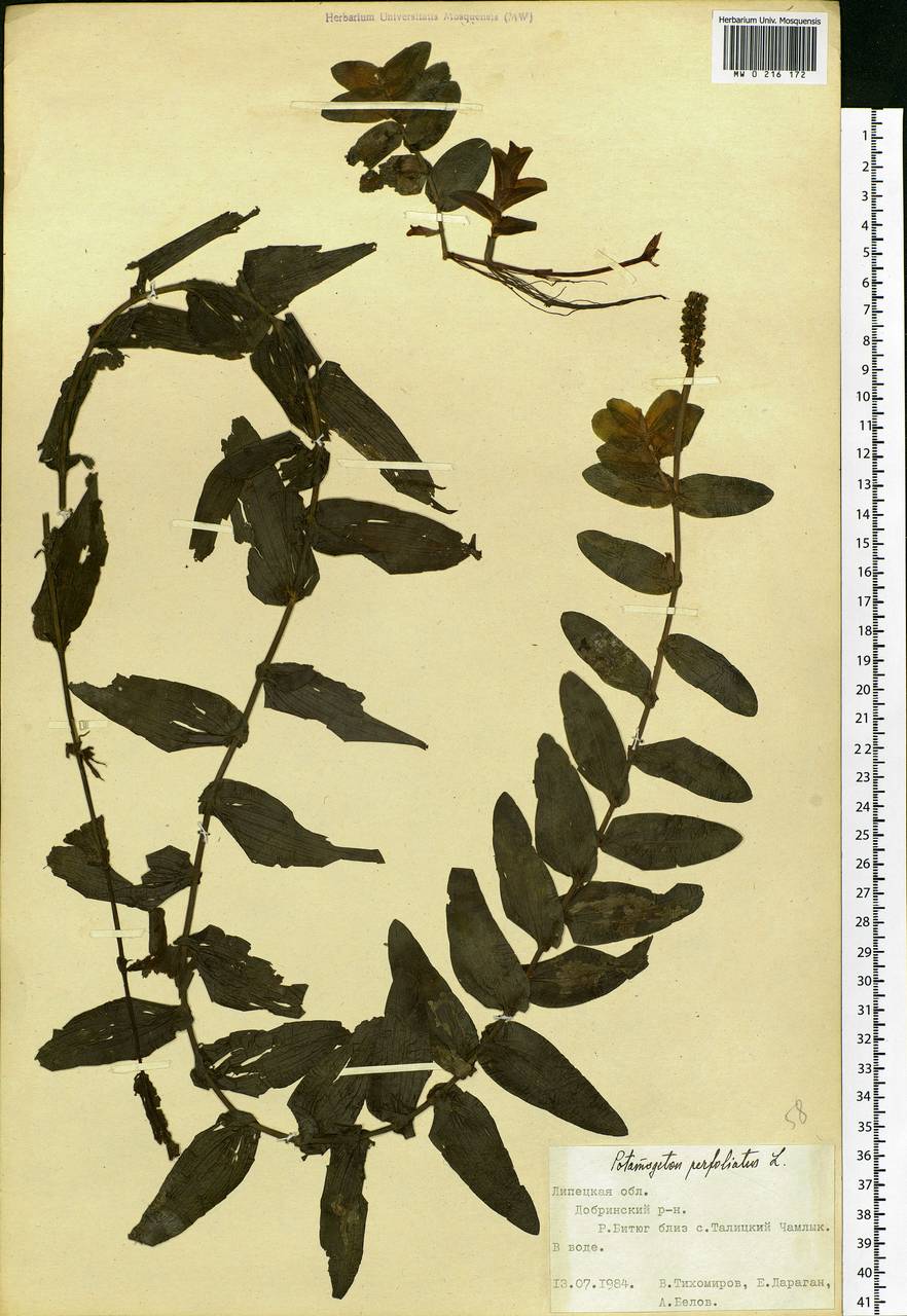 Potamogeton perfoliatus L., Eastern Europe, Central forest-and-steppe region (E6) (Russia)