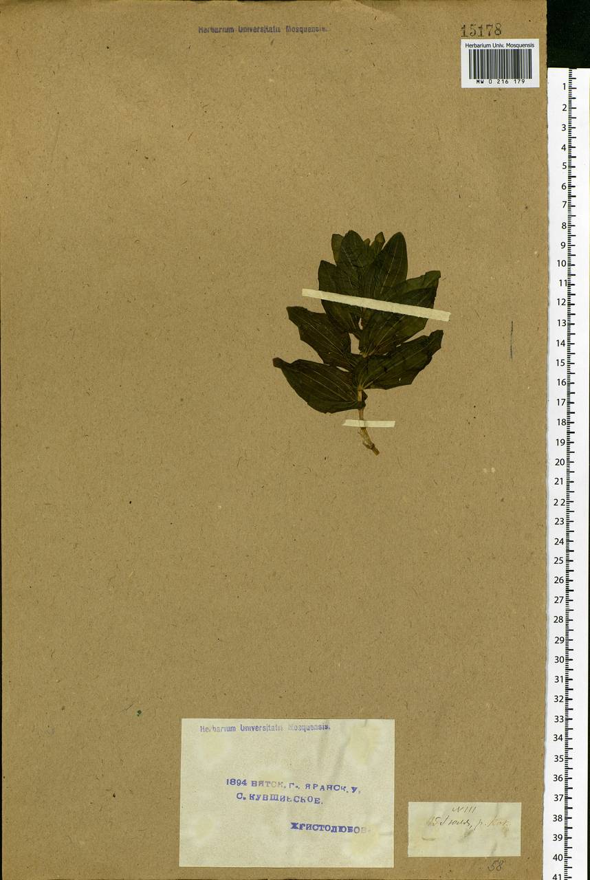 Potamogeton perfoliatus L., Eastern Europe, Volga-Kama region (E7) (Russia)