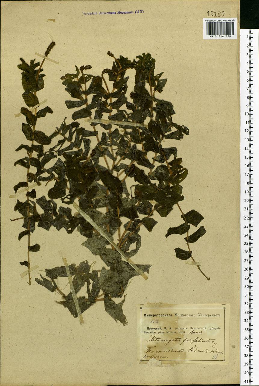 Potamogeton perfoliatus L., Eastern Europe, Middle Volga region (E8) (Russia)