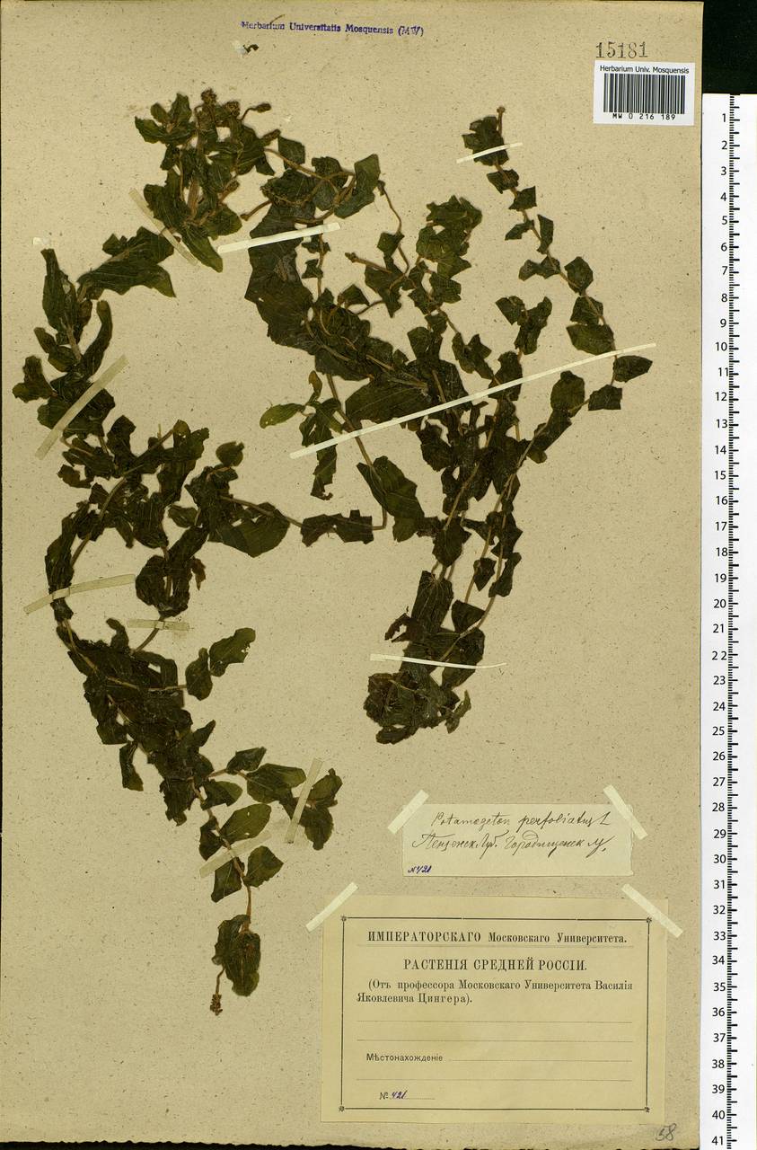 Potamogeton perfoliatus L., Eastern Europe, Middle Volga region (E8) (Russia)