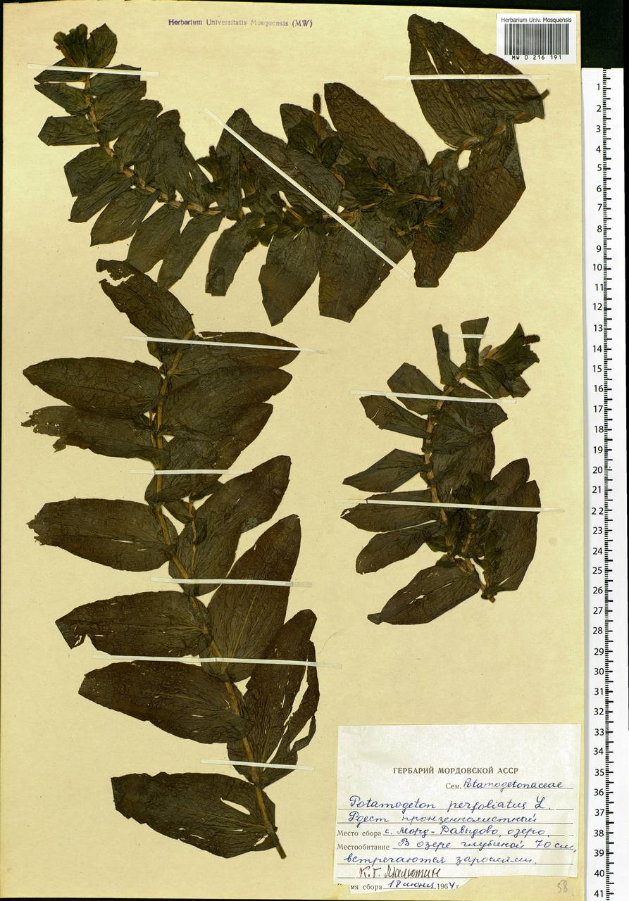 Potamogeton perfoliatus L., Eastern Europe, Middle Volga region (E8) (Russia)