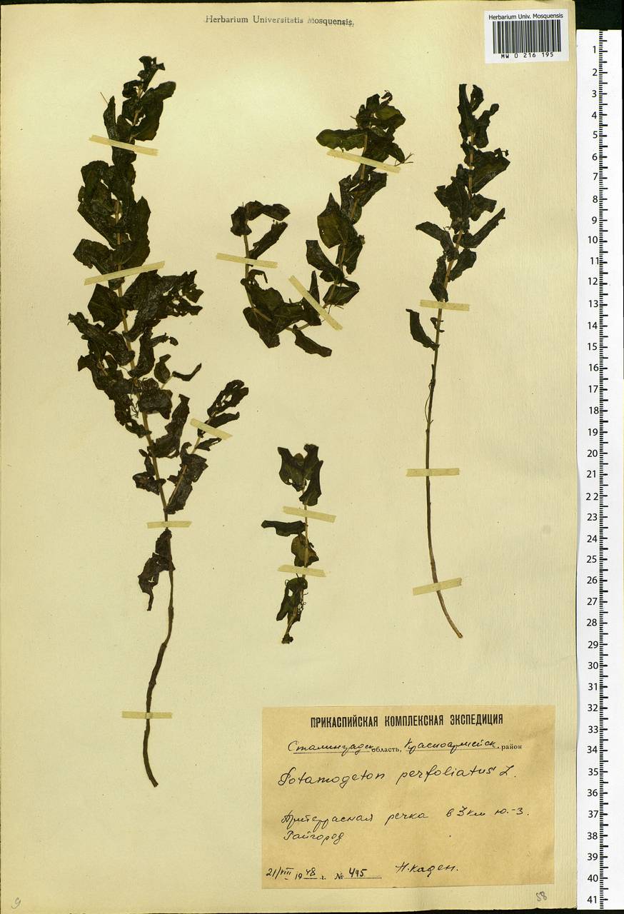 Potamogeton perfoliatus L., Eastern Europe, Lower Volga region (E9) (Russia)