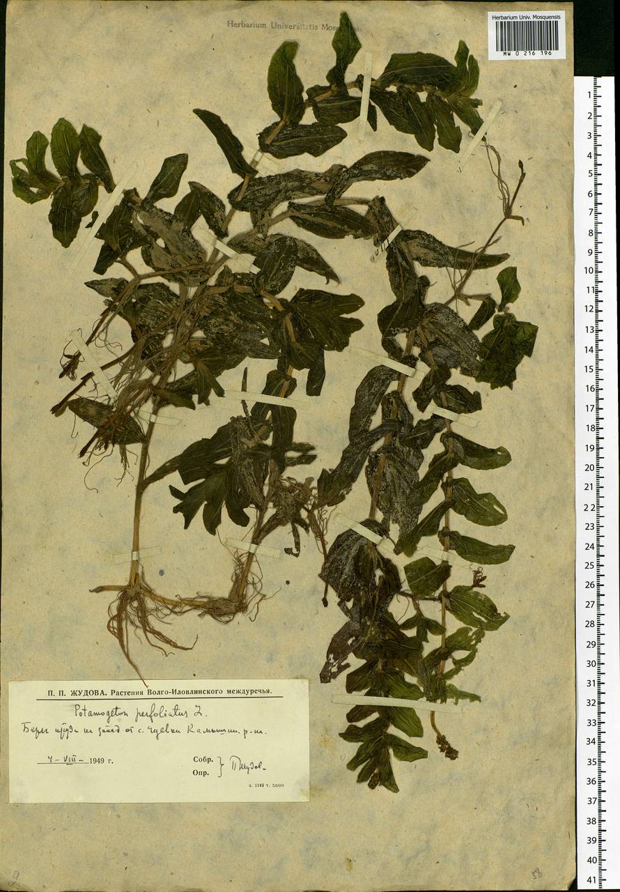 Potamogeton perfoliatus L., Eastern Europe, Lower Volga region (E9) (Russia)