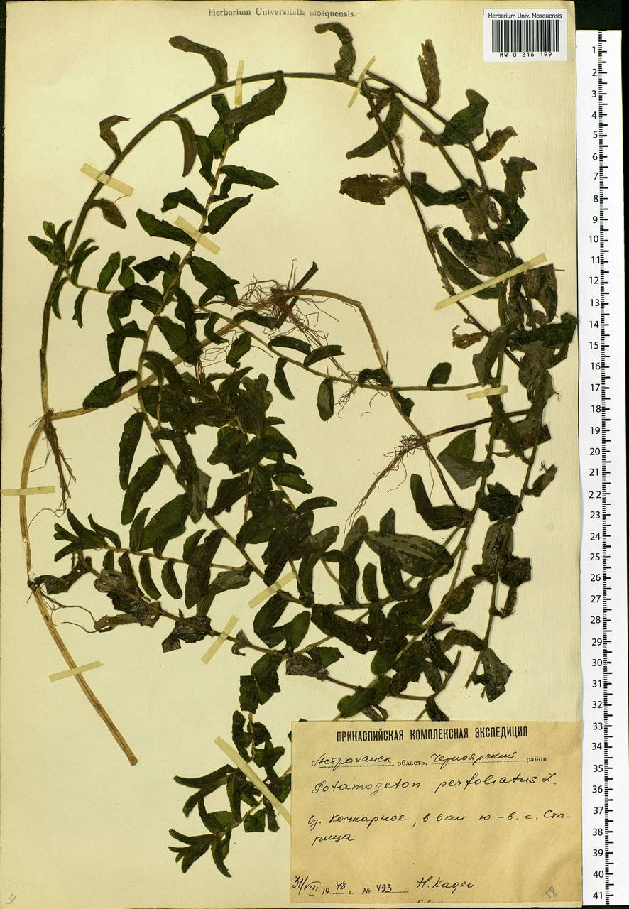 Potamogeton perfoliatus L., Eastern Europe, Lower Volga region (E9) (Russia)