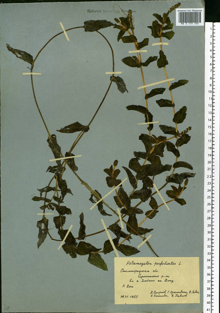 Potamogeton perfoliatus L., Eastern Europe, Lower Volga region (E9) (Russia)