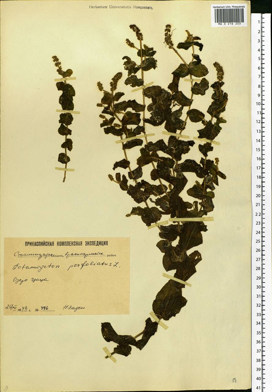 Potamogeton perfoliatus L., Eastern Europe, Lower Volga region (E9) (Russia)