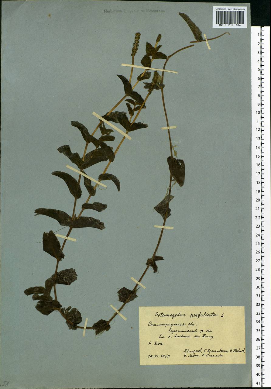 Potamogeton perfoliatus L., Eastern Europe, Lower Volga region (E9) (Russia)