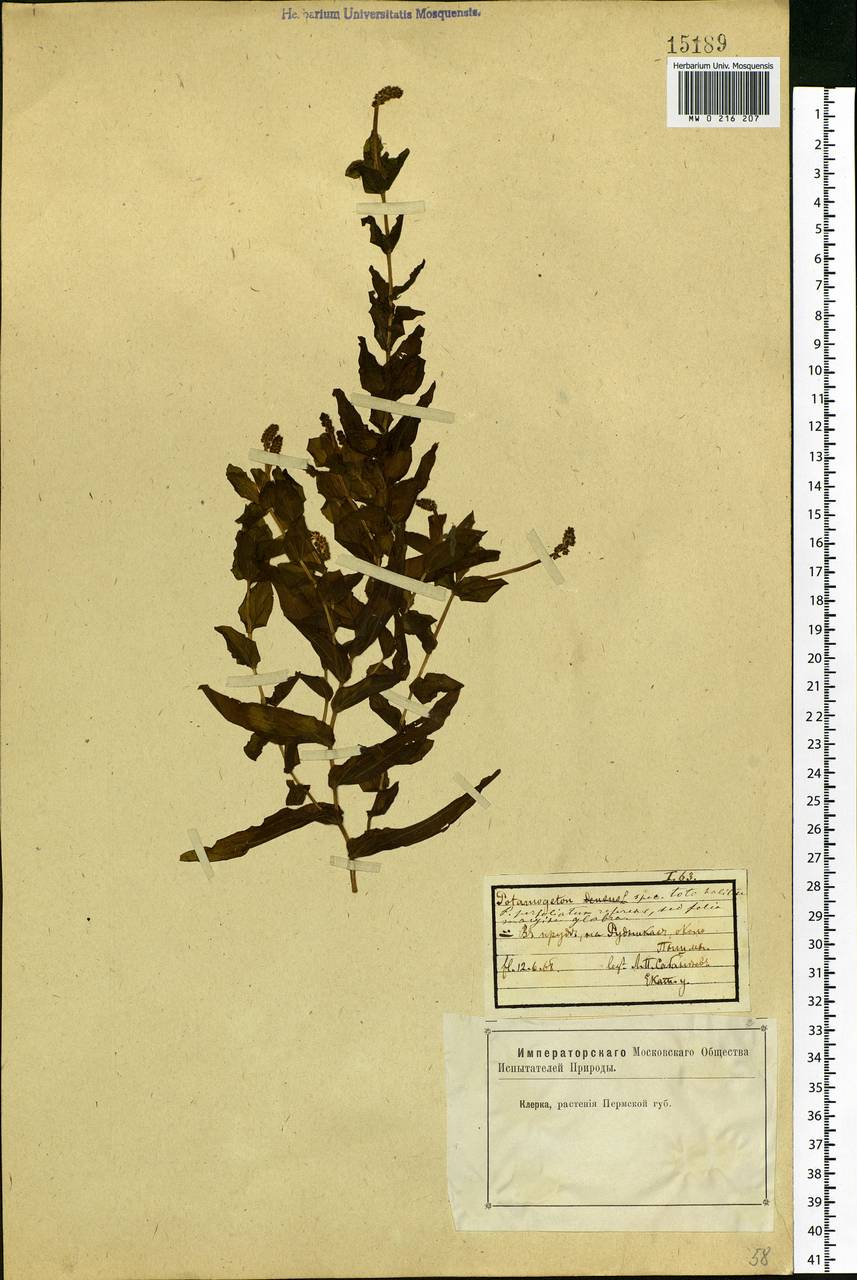 Potamogeton perfoliatus L., Eastern Europe, Eastern region (E10) (Russia)