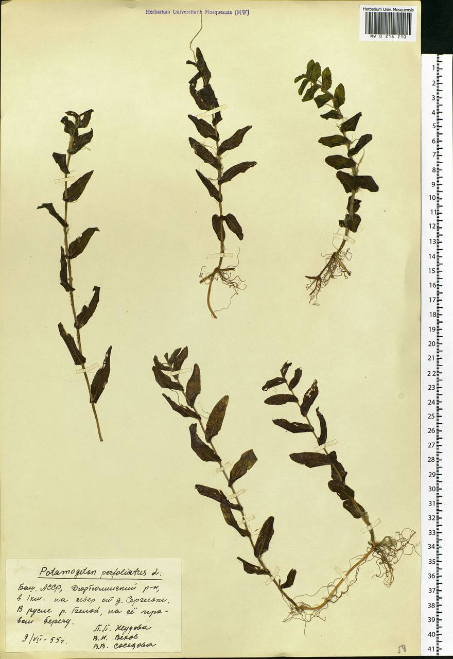 Potamogeton perfoliatus L., Eastern Europe, Eastern region (E10) (Russia)