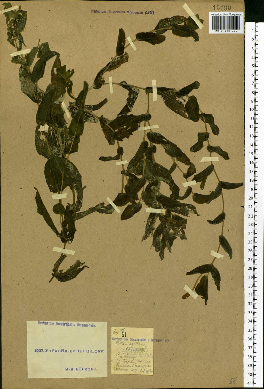Potamogeton perfoliatus L., Eastern Europe, South Ukrainian region (E12) (Ukraine)