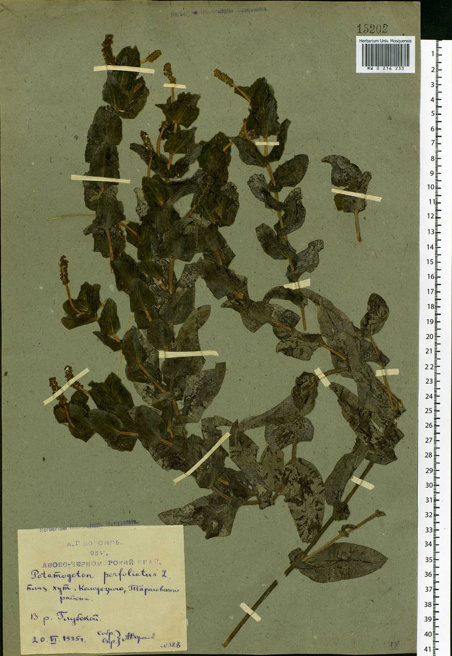 Potamogeton perfoliatus L., Eastern Europe, Rostov Oblast (E12a) (Russia)