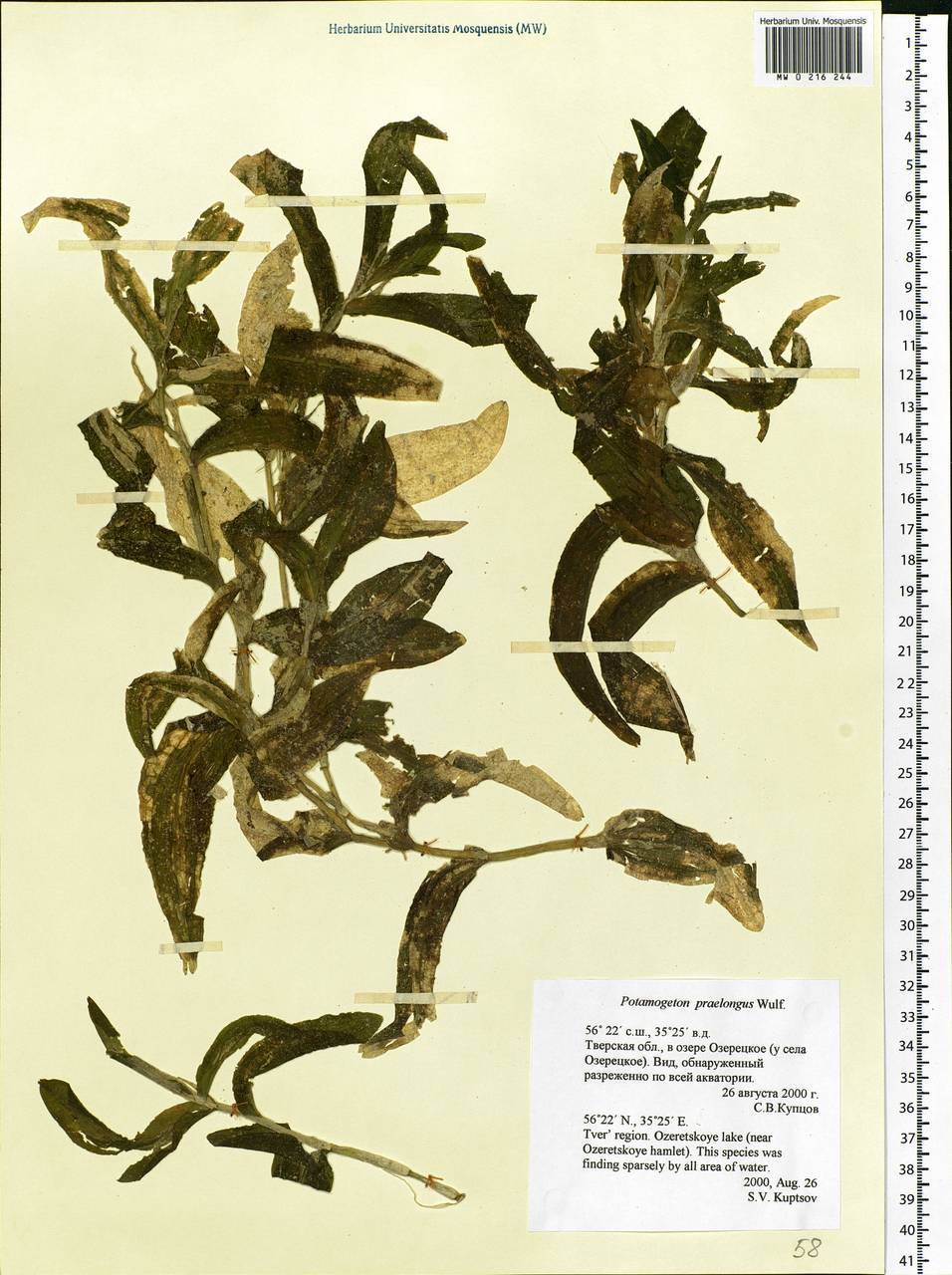 Potamogeton praelongus Wulfen, Eastern Europe, North-Western region (E2) (Russia)