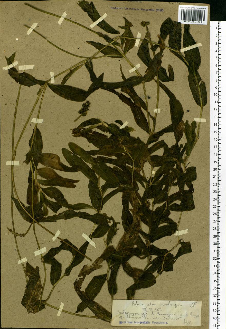 Potamogeton praelongus Wulfen, Eastern Europe, North-Western region (E2) (Russia)