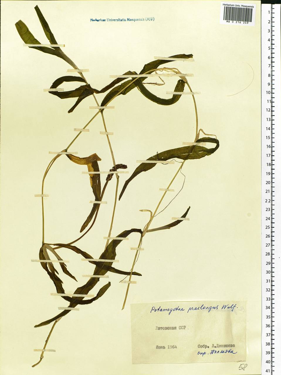 Potamogeton praelongus Wulfen, Eastern Europe, Lithuania (E2a) (Lithuania)