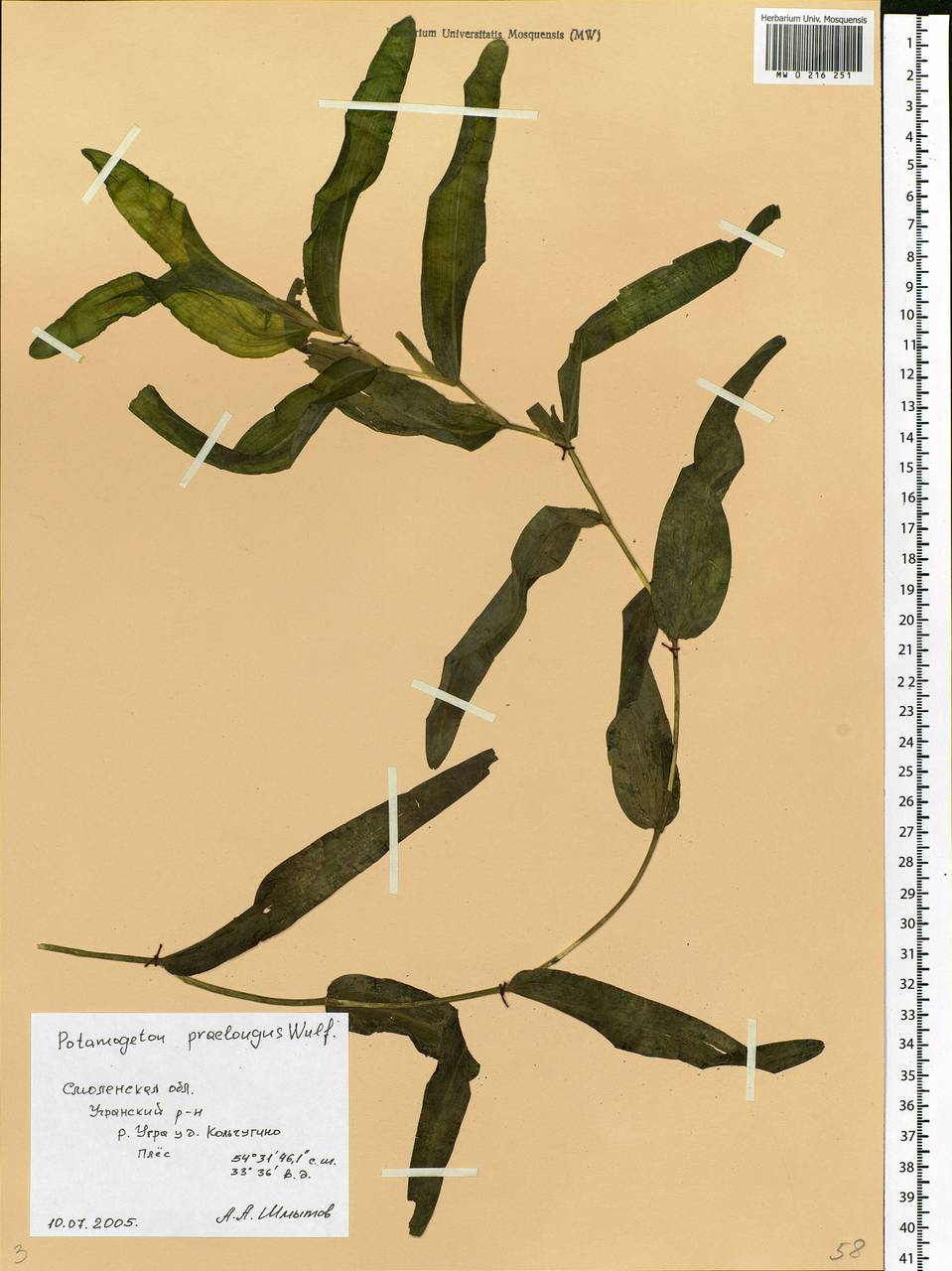 Potamogeton praelongus Wulfen, Eastern Europe, Western region (E3) (Russia)