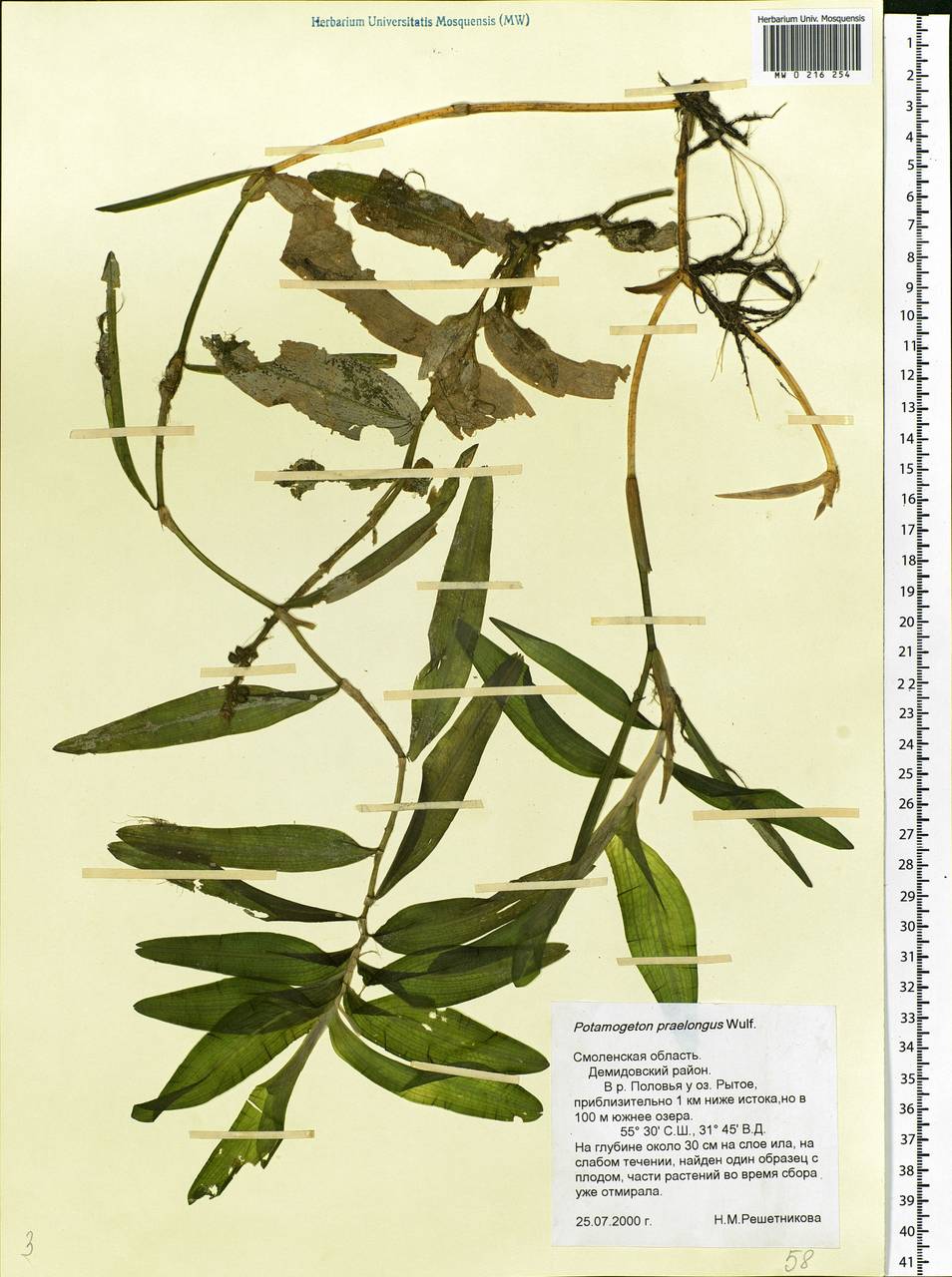 Potamogeton praelongus Wulfen, Eastern Europe, Western region (E3) (Russia)
