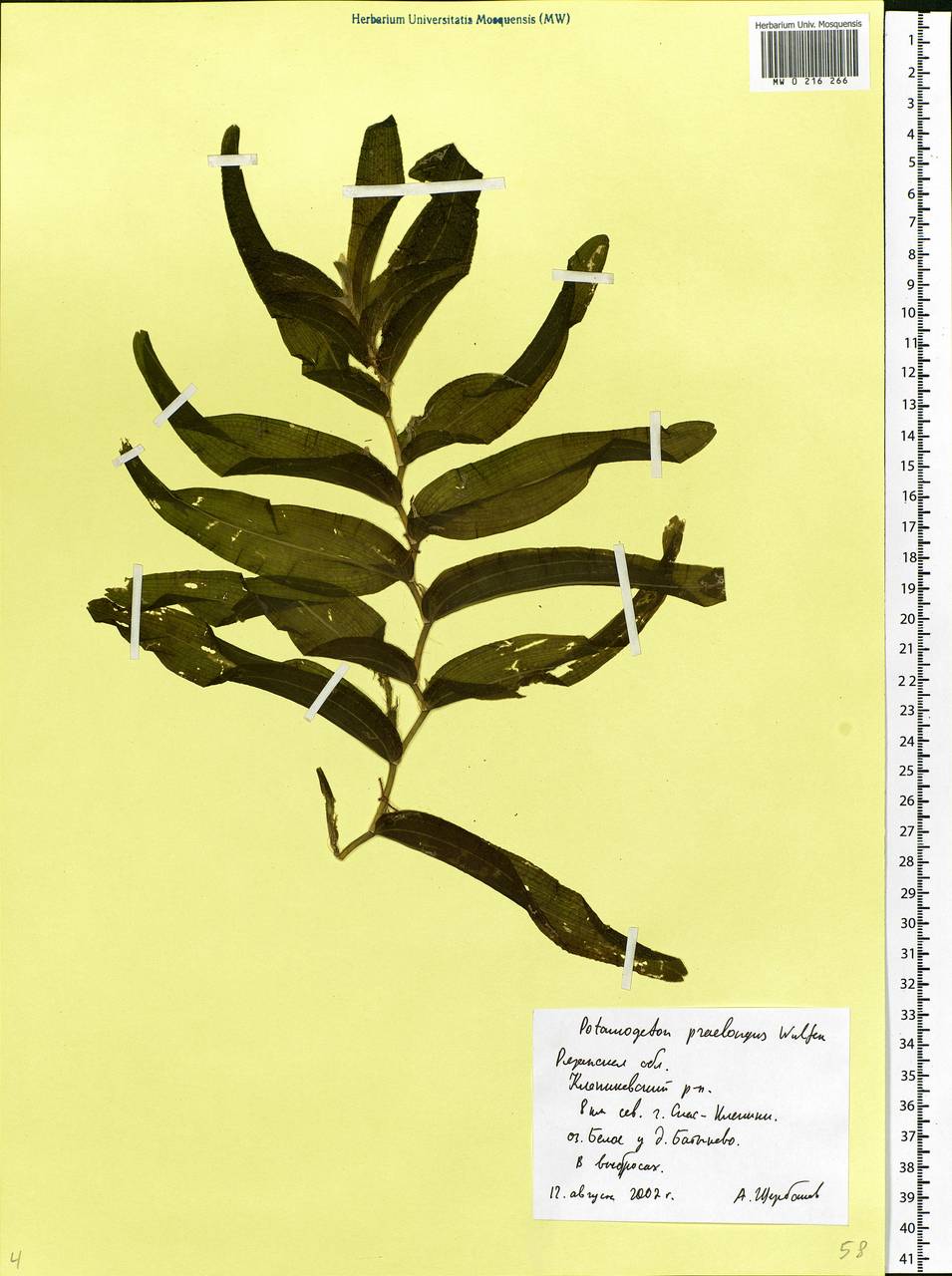 Potamogeton praelongus Wulfen, Eastern Europe, Central region (E4) (Russia)