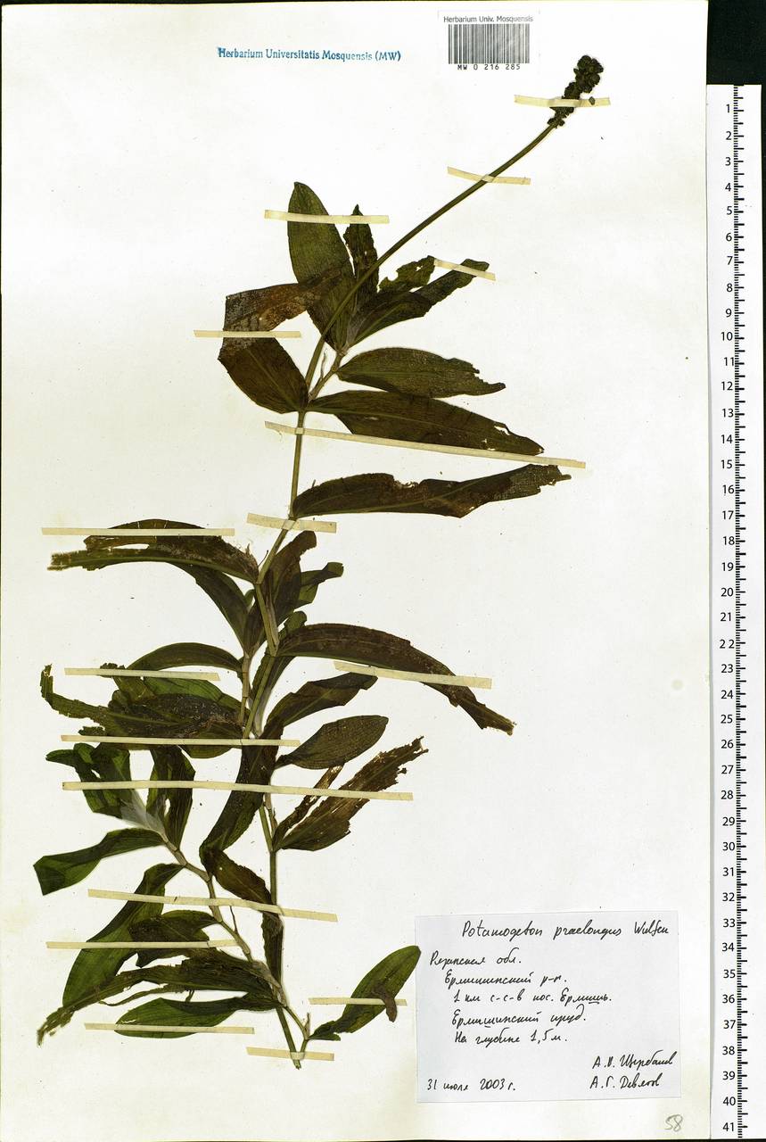 Potamogeton praelongus Wulfen, Eastern Europe, Central region (E4) (Russia)