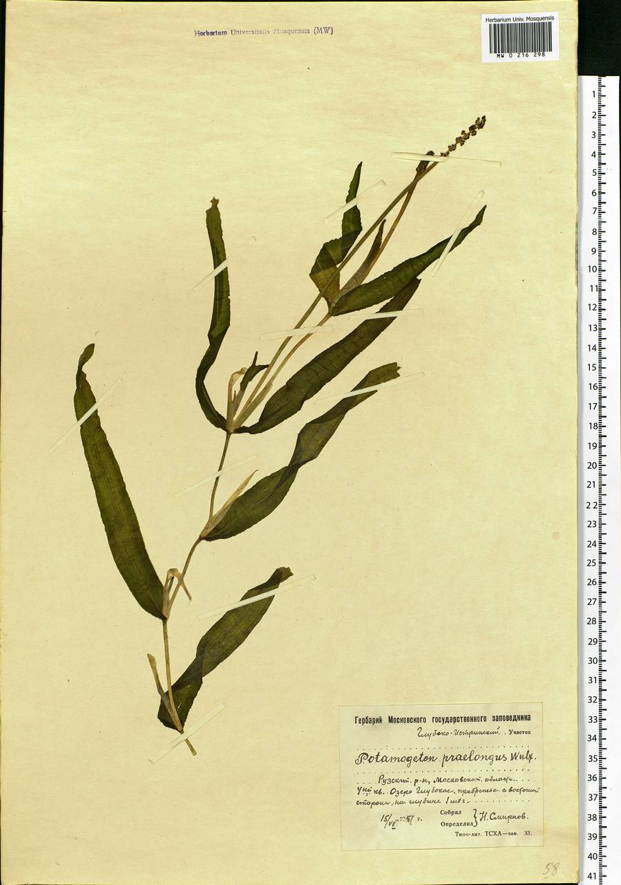 Potamogeton praelongus Wulfen, Eastern Europe, Moscow region (E4a) (Russia)