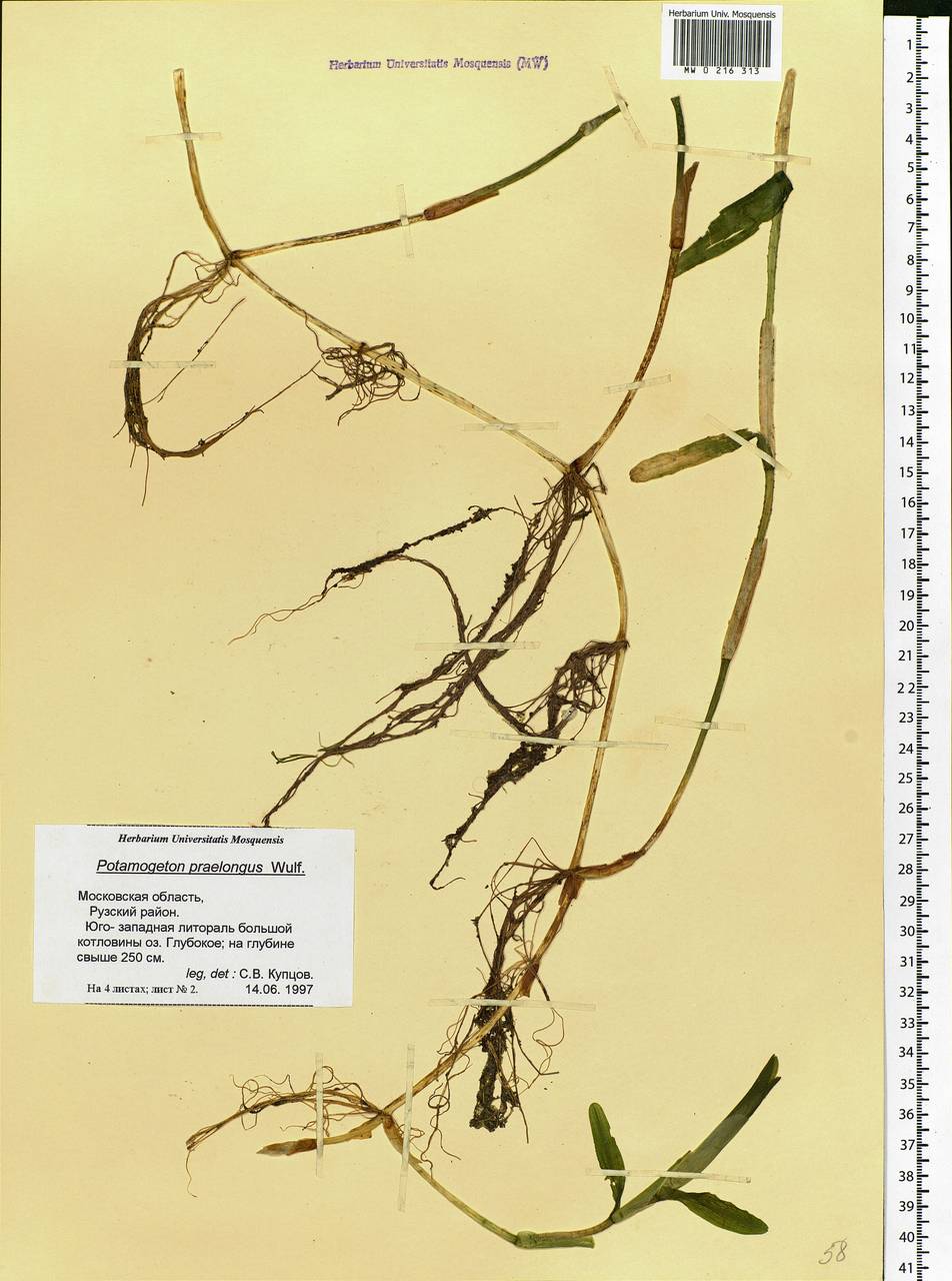 Potamogeton praelongus Wulfen, Eastern Europe, Moscow region (E4a) (Russia)