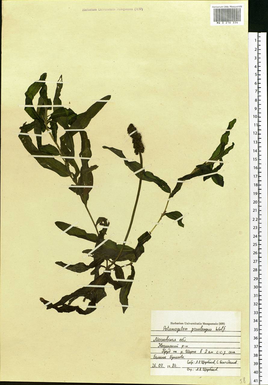 Potamogeton praelongus Wulfen, Eastern Europe, Moscow region (E4a) (Russia)