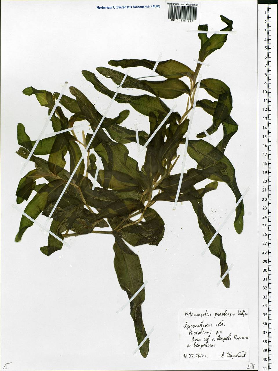 Potamogeton praelongus Wulfen, Eastern Europe, Central forest region (E5) (Russia)