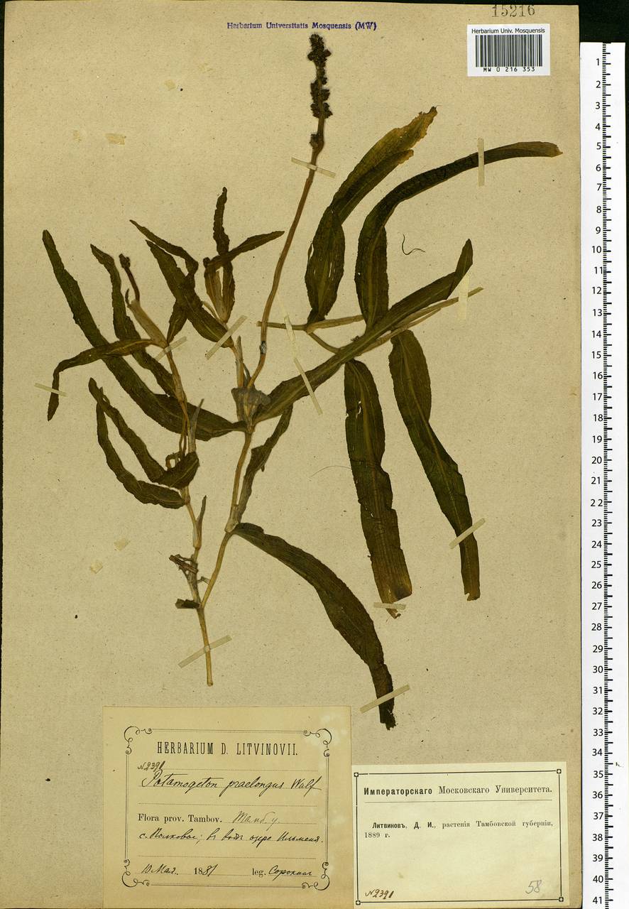 Potamogeton praelongus Wulfen, Eastern Europe, Central forest-and-steppe region (E6) (Russia)